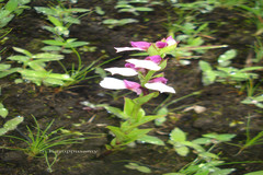 Brachycorythis wightii